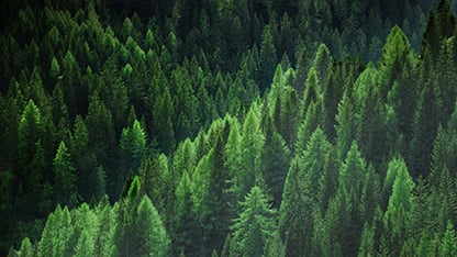 un'immagine della bellissima foresta